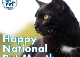 cat national pet month.jpg