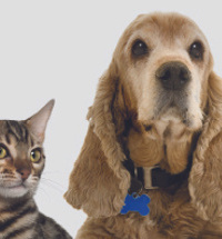 Dog+cat from Cat 5 sheet.jpg