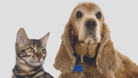Dog+cat from Cat 5 sheet.jpg