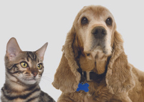 Dog+cat from Cat 5 sheet.jpg