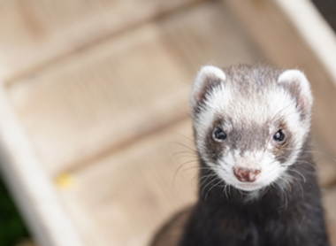 ferret.png