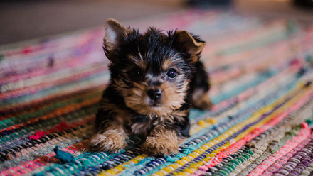 puppy.jpg