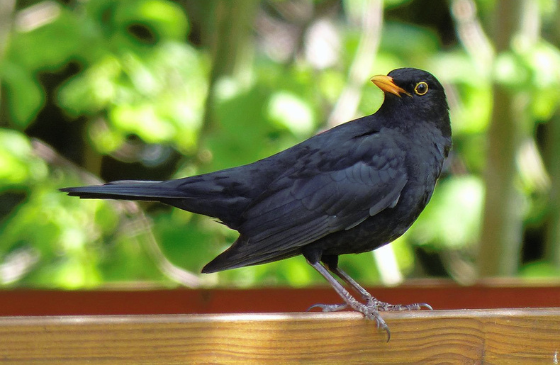 What can I feed the wild birds?