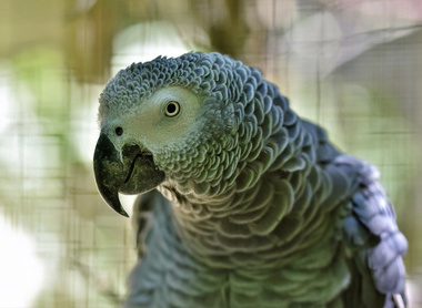 african-gray-parrot-ge7c27267a_1920.jpg