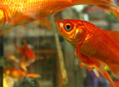 goldfish-522664_1280.jpg