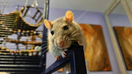 Rat