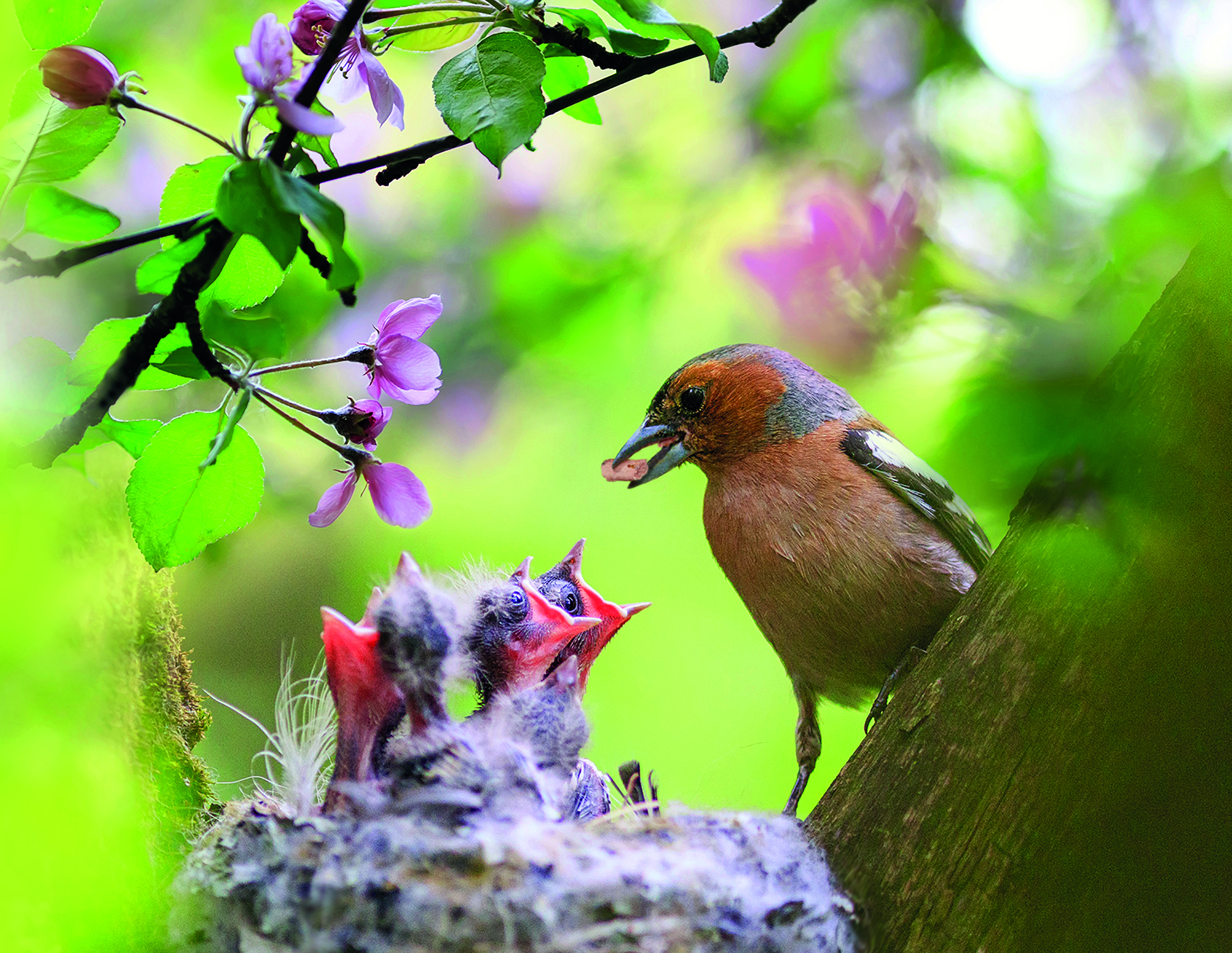 Chaff and Chicks Landscape.jpg