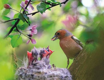 Should you feed garden birds in spring & summer? - “Don’t stop feeding ...