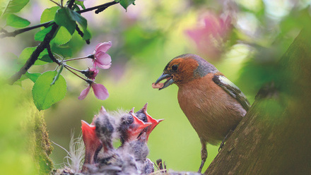 Chaff and Chicks Landscape.jpg