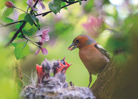 Chaff and Chicks Landscape.jpg