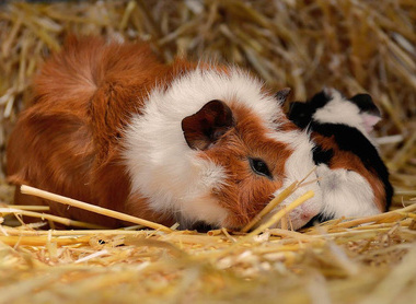 guinea-pig-4663147_1280.jpg