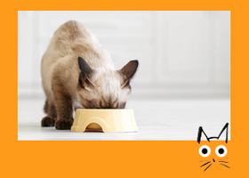 CAT with illus_IMAGE BUTTON_Kitten eating.png