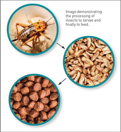 processing of insects