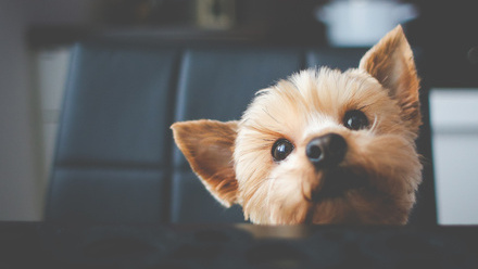 cute-yorkshire-waiting-for-her-food small.jpg