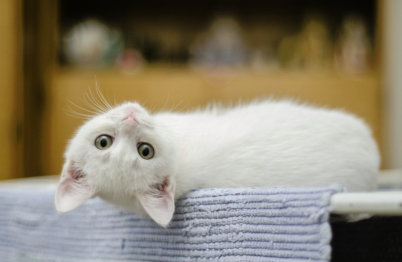 Cat & Kitten Nutrition