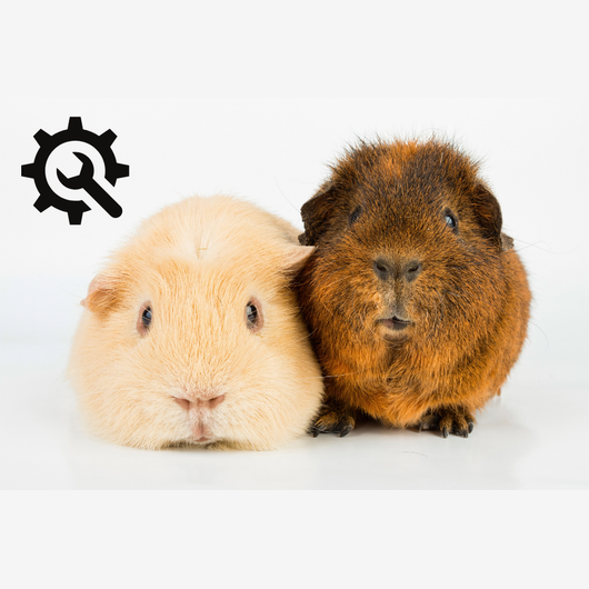 Guinea Pig/ Maintenance 