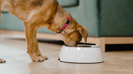 dog eating from bowl.jpg