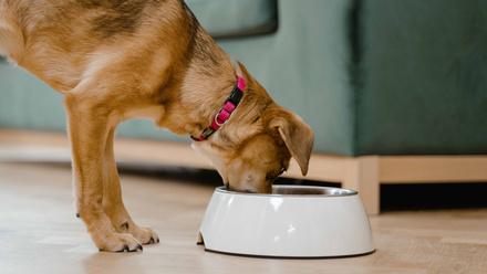 dog eating from bowl.jpg