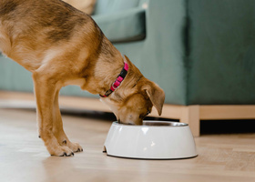 dog eating from bowl.jpg