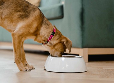 dog eating from bowl.jpg