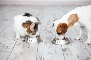 dogandcateating.jpeg