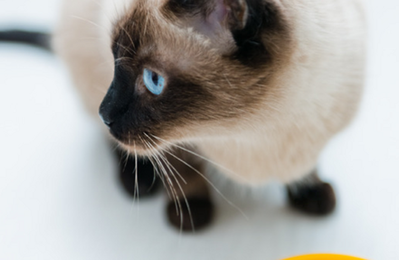 Adult Cat calorie calculator