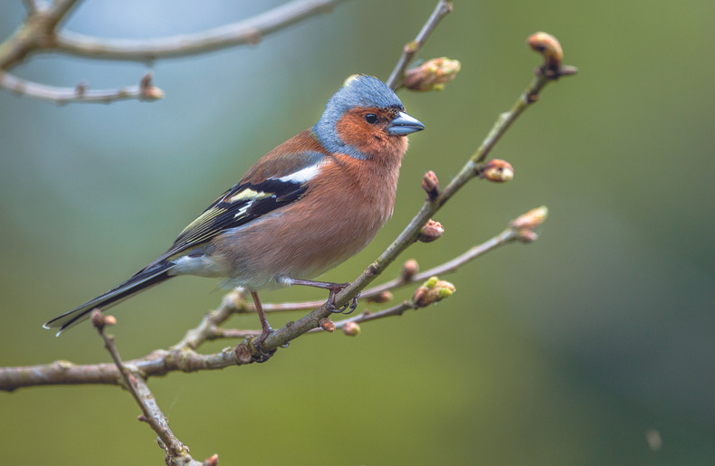 How can I help keep birds healthy?