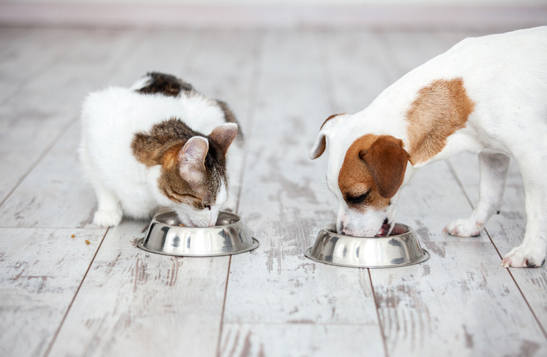 Dog Nutrition 