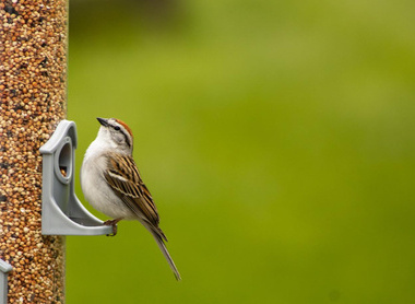 sparrow-6204861_1280.jpg