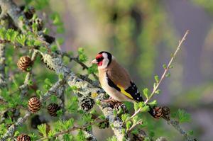 goldfinch-4986437_1280.jpg