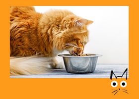 CAT with illus_IMAGE BUTTON_Cat eating.png