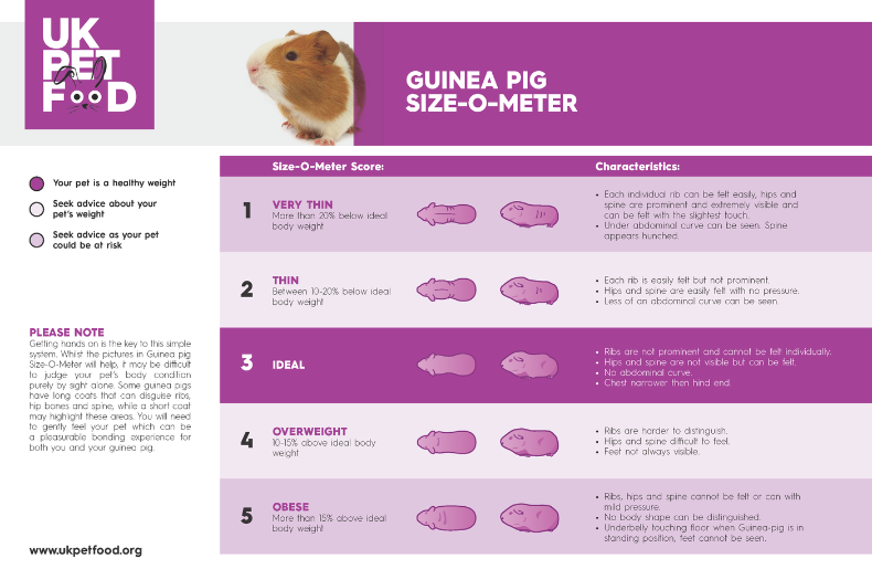 guinea pig size chart, guinea pig weight chart, guinea pig size-o-meter