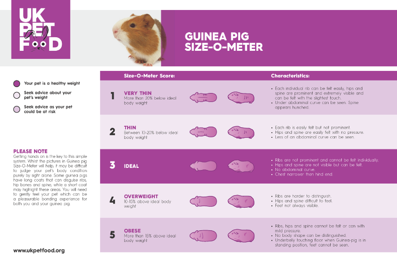 Mini Pig Weight Chart