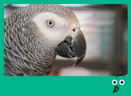 parrot home banner.png