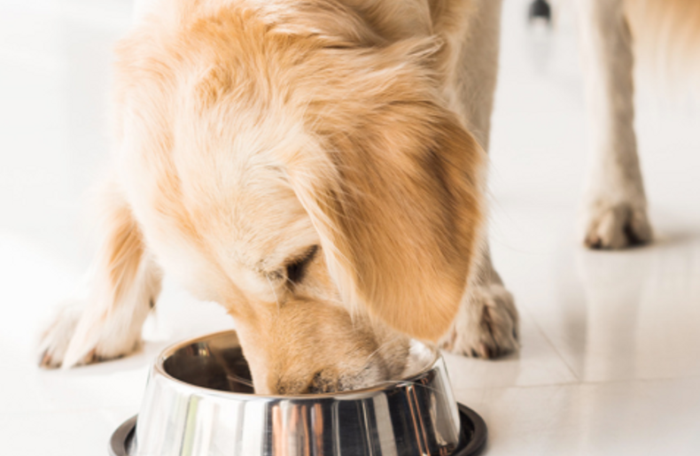 Adult Dog calorie calculator
