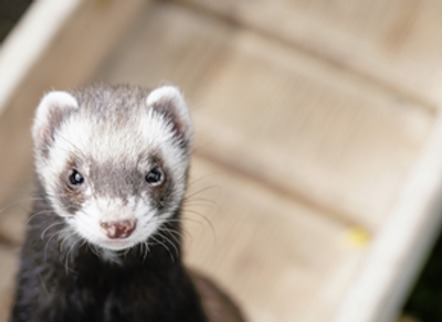 ferret_flipped.png