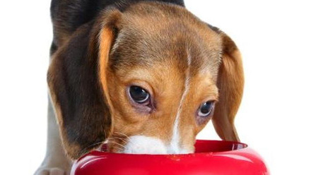 Beagle Puppy Eating wb.jpg