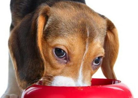 Beagle Puppy Eating wb.jpg
