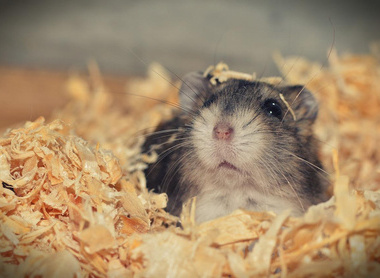 hamster-3878853_1280.jpg