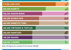 top ten pets.png