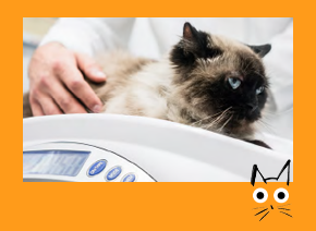 Weight management for cats | UK Pet Food