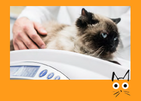 CAT with illus_IMAGE BUTTON_Cat scales.png