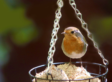 robin-7238004_1280.jpg