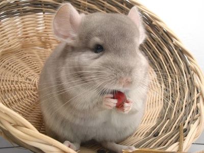 do chinchillas have health problems