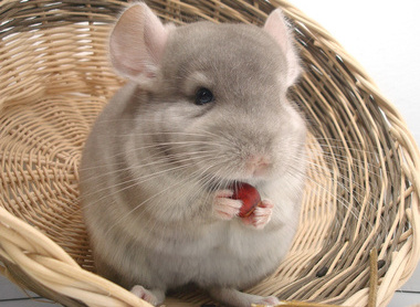 chinchilla-1897800_1280.jpg