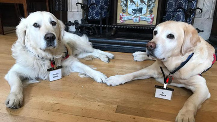 Canine Guests of Honour .jpg