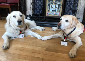 Canine Guests of Honour .jpg