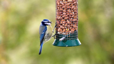 Blue-tit enjoying peanuts - one is in his mout.jpg