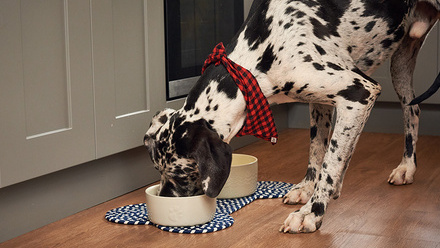Dog eating out of a bowl.jpg