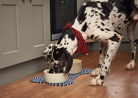 Dog eating out of a bowl.jpg